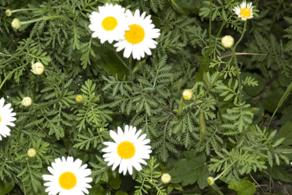 Cota triumfettii (=Anthemis triumfetti) / Camomilla di Trionfetti